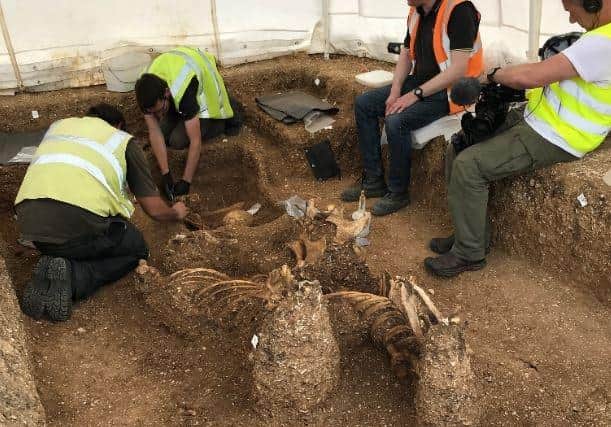 Excavators at work uncovering the skeletons of two ponies buried upright and posed to look as if they are leaping out of the grave