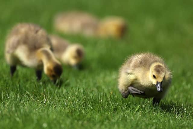 Ducklings. (Pic credit: Richard Heathcote / Getty Images)