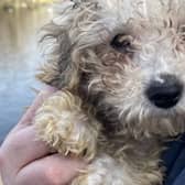 Toy poodle Jet at North Yorkshire Water Park