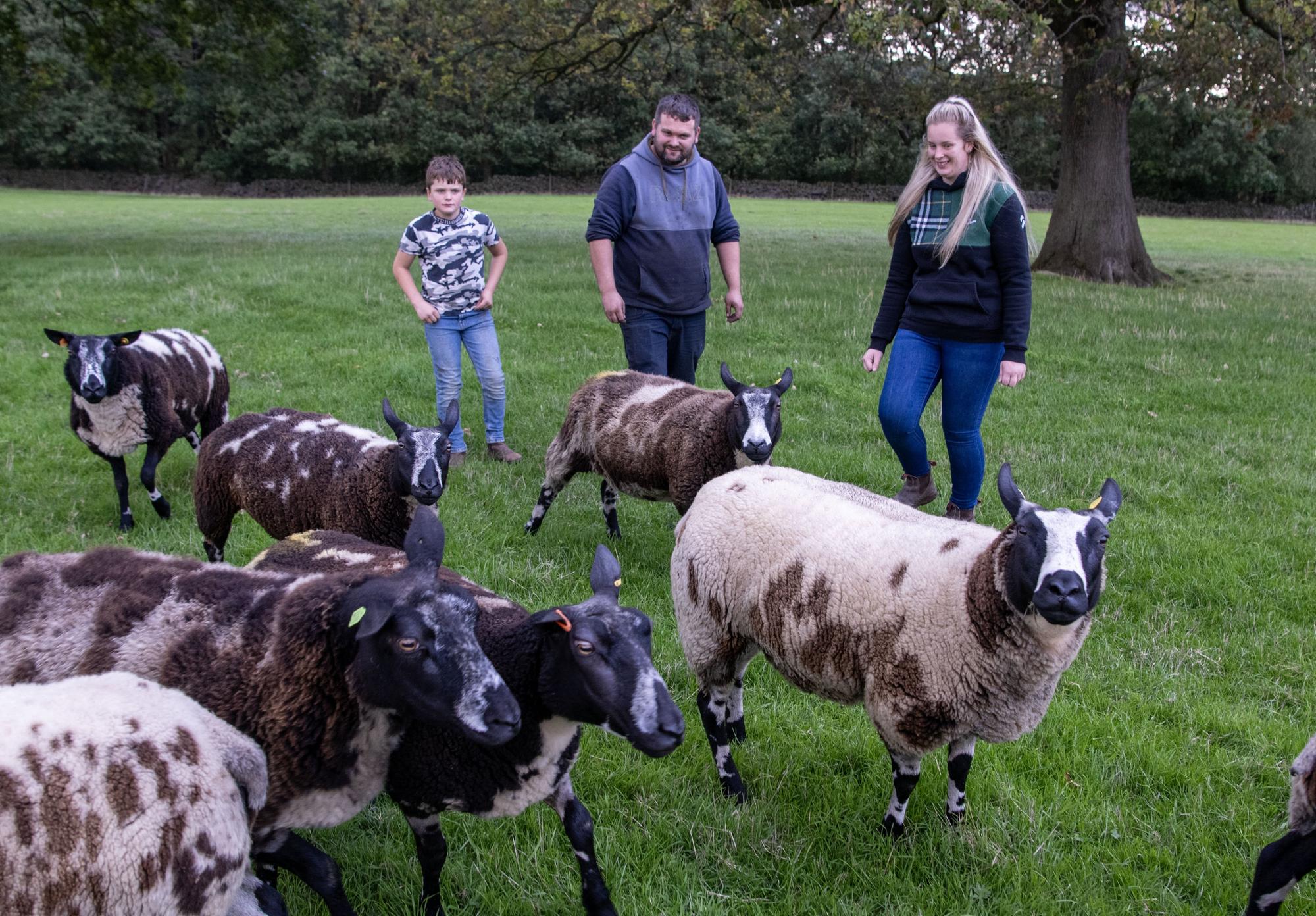 Sheriff Farm, Bingley: Masham Sheep Fair after highs and lows in a rollercoaster year