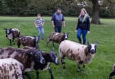 Beth Chew and Ben Whitham with son Oliver with their flock of  Dutch Spotted sheep they breed at Sheriff Farm, Bingley.