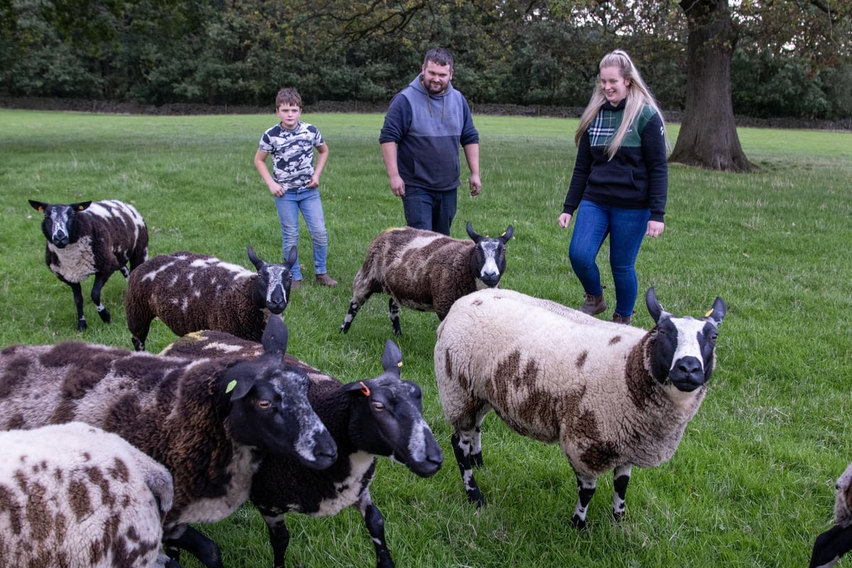 Sheriff Farm, Bingley: Masham Sheep Fair after highs and lows in a rollercoaster year