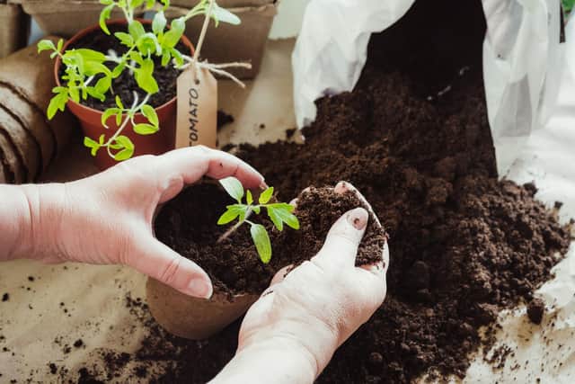 'Local authorities should arrange introductory courses for composting techniques and growing simple salad crops like radish, salad leaves and tumbling tomatoes in colleges and schools out of term time'. PIC: Adobe Stock