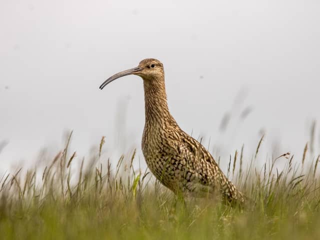 The curlew is now considered to be one of the most urgent conservation priorities in the UK.