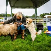 Sheep farmer Judy Preston, of Doncaster, grooming her Shetland sheep Cino watched closley by her dogTeddy
