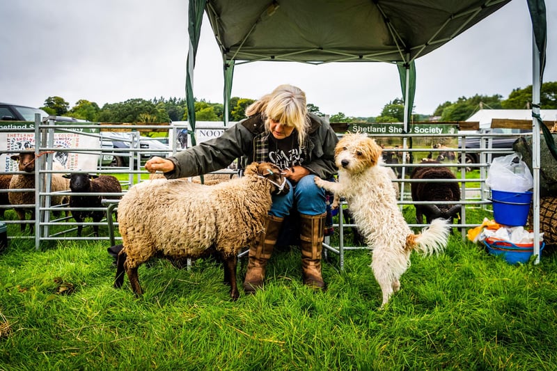 Sheep farmer Judy Preston, of Doncaster, grooming her Shetland sheep Cino watched closley by her dogTeddy