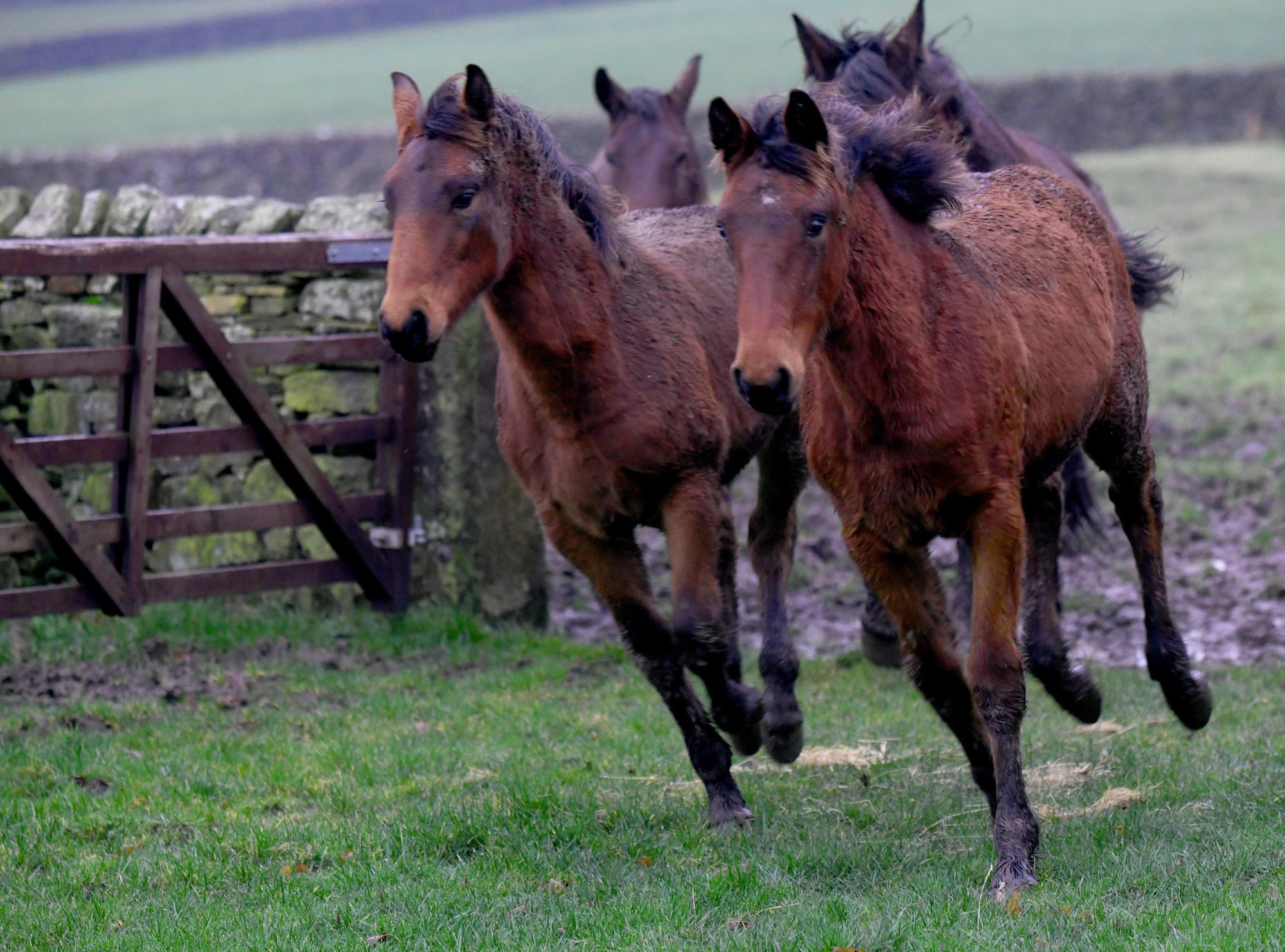 Owner of Yorkshire stud farm who bred late Queen's favourite breed ...