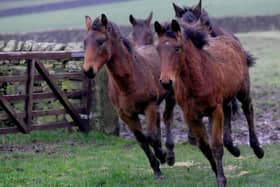 Cleveland Bay horses (stock image) - the breed was a favourite of Queen Elizabeth, who was a registered breeder