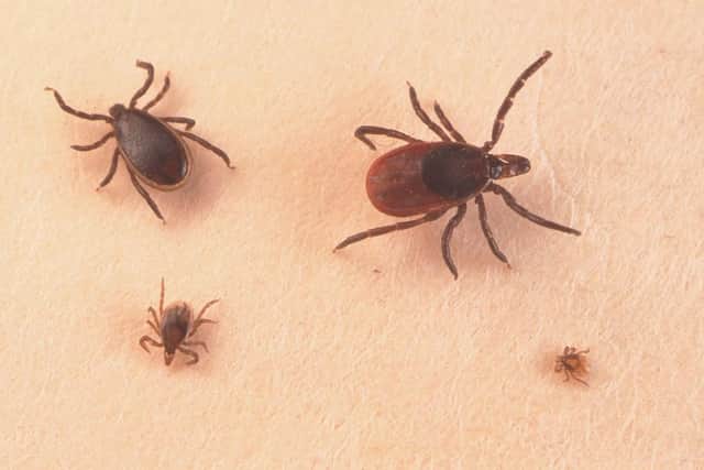 Ticks can cause an acute inflammatory disease characterized by skin changes, joint inflammation, and flu-like symptoms called Lyme Disease. (Pic credit: Getty Images)