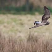 Twenty other harriers, including 15 birds that were part of satellite-tagged tracking projects, have also disappeared across Northern England in the past year.
