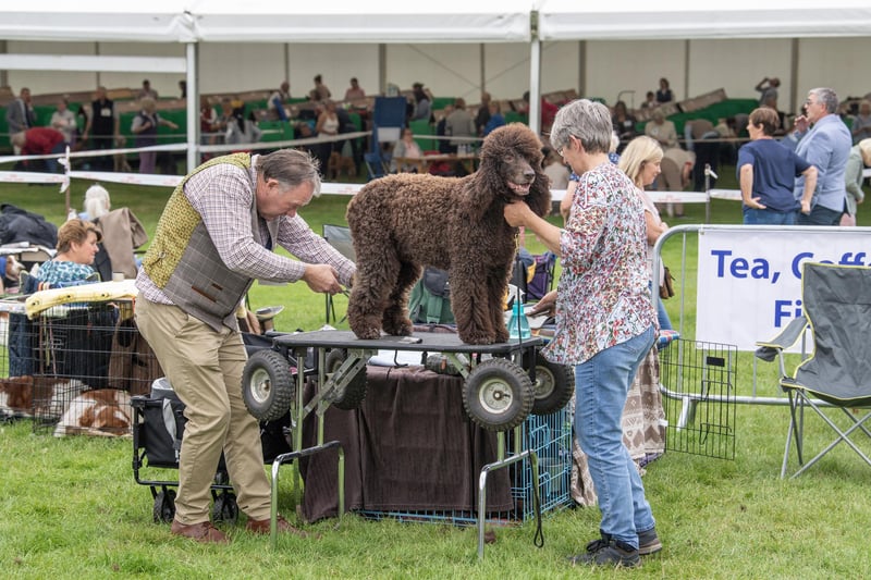 Competitors prepare their pooch at the Harewood Dog Show.