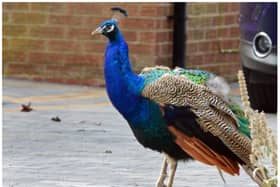 One of Finningley's iconic peacocks has been killed after a hit and run crash.