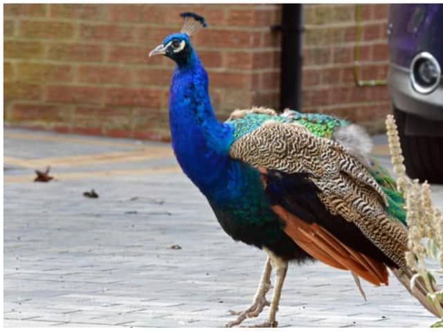 One of Finningley's iconic peacocks has been killed after a hit and run crash.