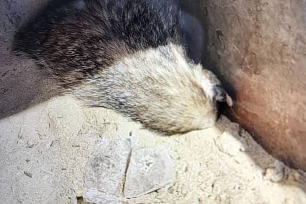 Badger trapped in skip in Selby