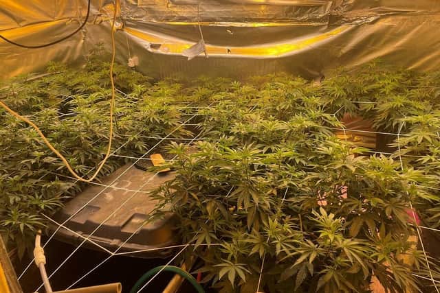 Cannabis seized from Yorkshire home after police spot heat source during flyover