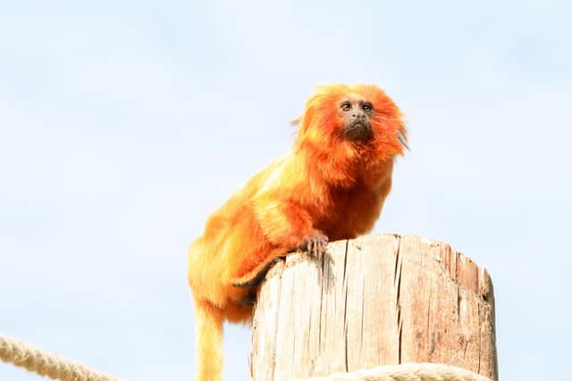 A golden lion tamarin monkey at Yorkshire Wildlife Park