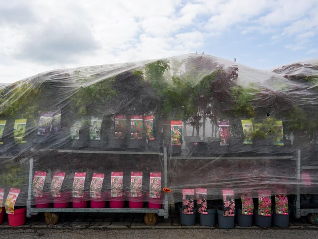 Flowers and plants are displayed on trade stands during staging day preparation for the Spring Flower Show (Photo by Ian Forsyth/Getty Images)