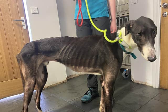 Martin Butlin, from Sheffield, was prosecuted by the RSPCA after a South Yorkshire veterinary practice raised concerns about the welfare of two emaciated greyhounds on his allotment. Before recovery picture.