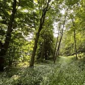 27 acres of woodland are available to bid for