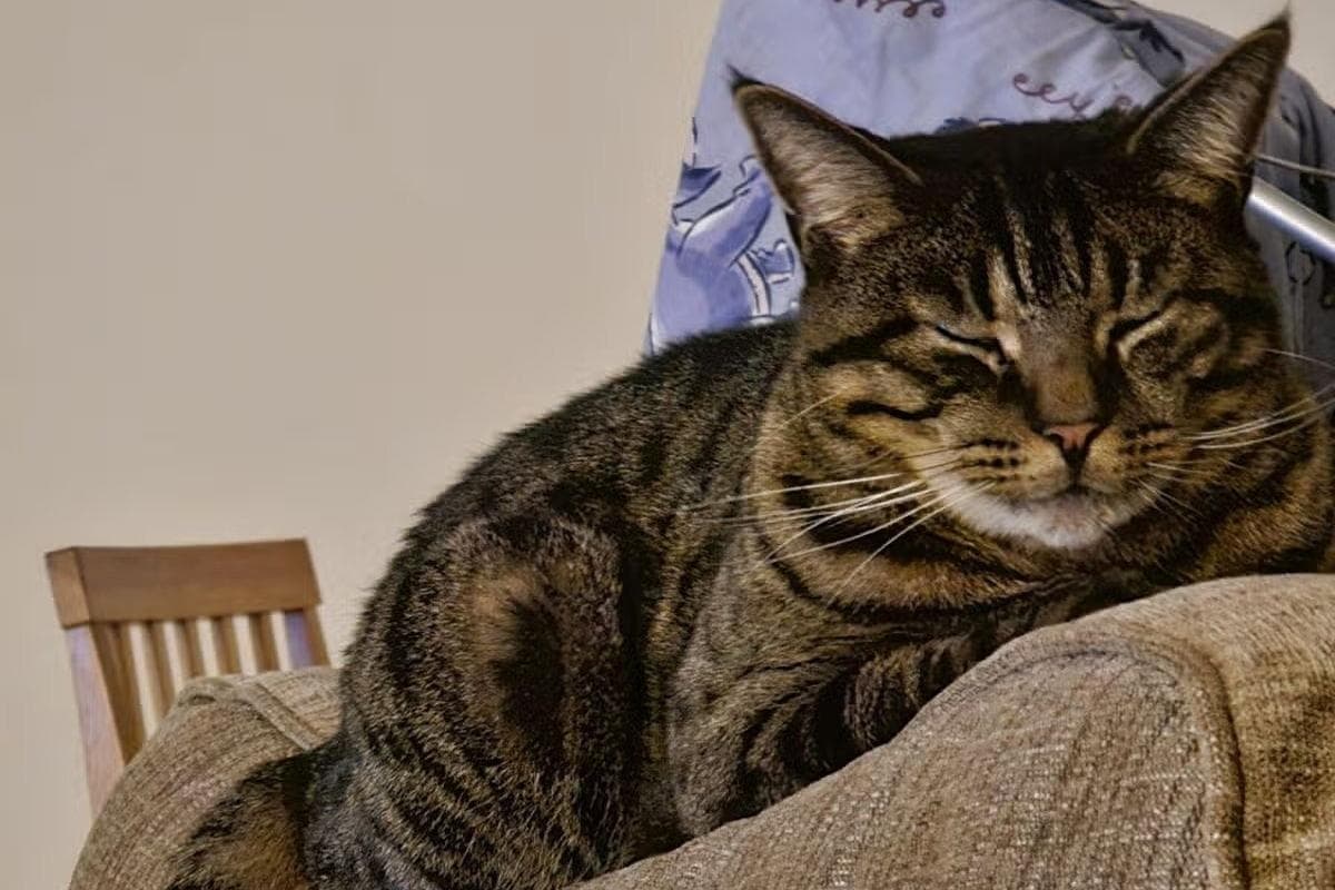 Leiche einer vermissten Katze im Wald gefunden, nachdem ihr abgetrennter ...
