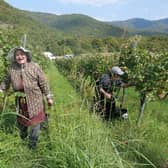 Harvest-time in Georgia