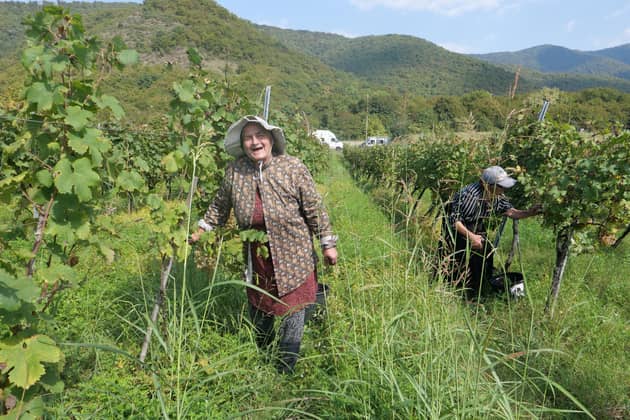 Harvest-time in Georgia