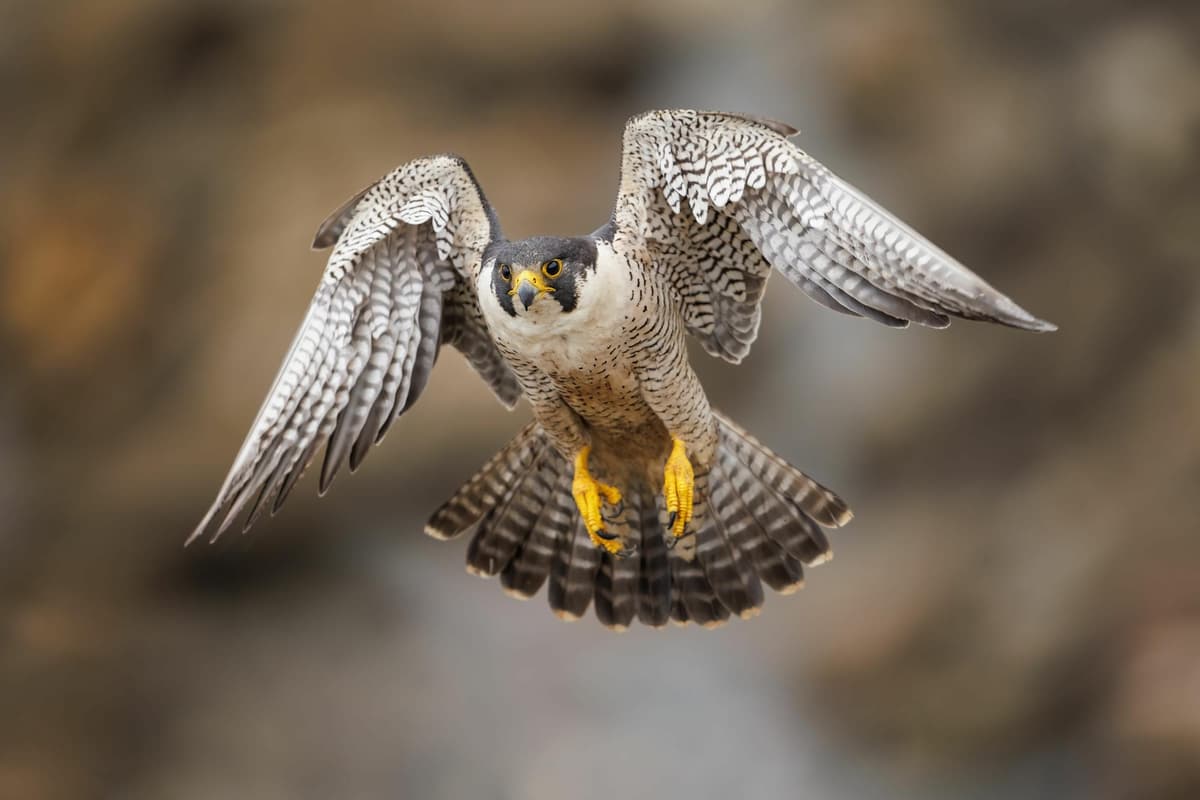 Falcon In Spring Spring peregrine falcons are returning to their nest sites ...