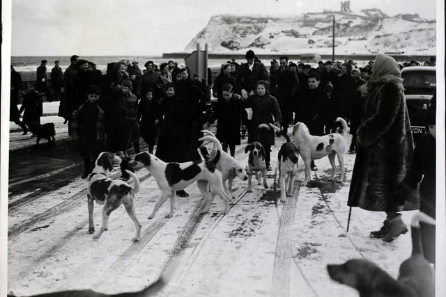 A large crowd turned up to watch this Meet. Unfortunately, however, conditions were unfit for hunting, but in order to avoid disappointment, acting Master Ken Wrightson paraded the hounds on the Royal Albert Drive. 24 February, 1955.