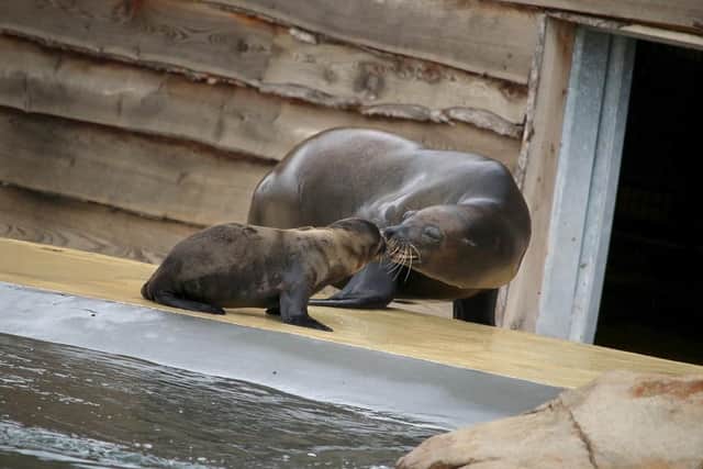 Sea lion pup with its mum. (Pic credit: Yorkshire Wildlife Park)