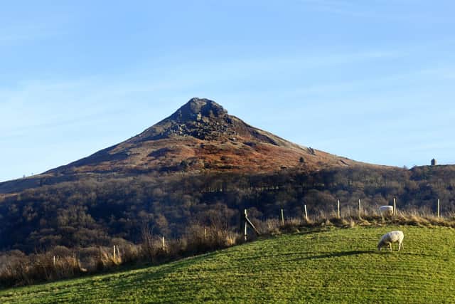 Sheep grazing in the shadow of Roseberry Topping  near Stokesley.