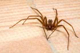Spiders are making their way into Yorkshire homes once again 