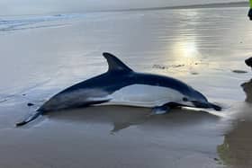 A stranded dolphin has been saved by sea life rescue teams after it was found washed up on a British beach.
