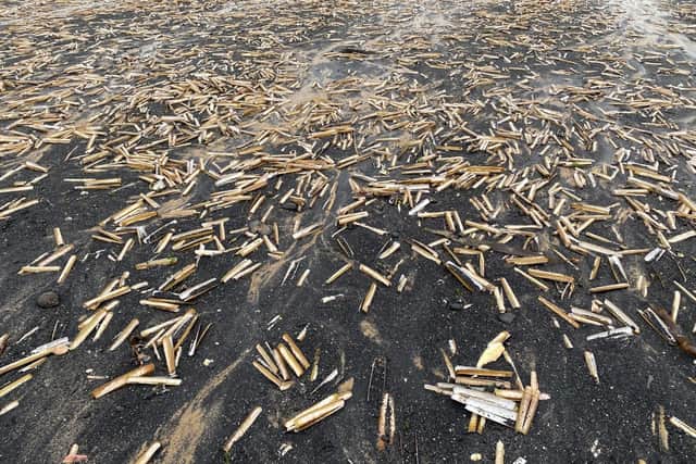 Sea coal and razor shells washed up on Saltburn beach, October 10 2023.