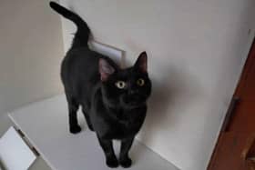 Black cat Eddie at RSPCA Great Ayton. (Pic credit: RSPCA Great Ayton)