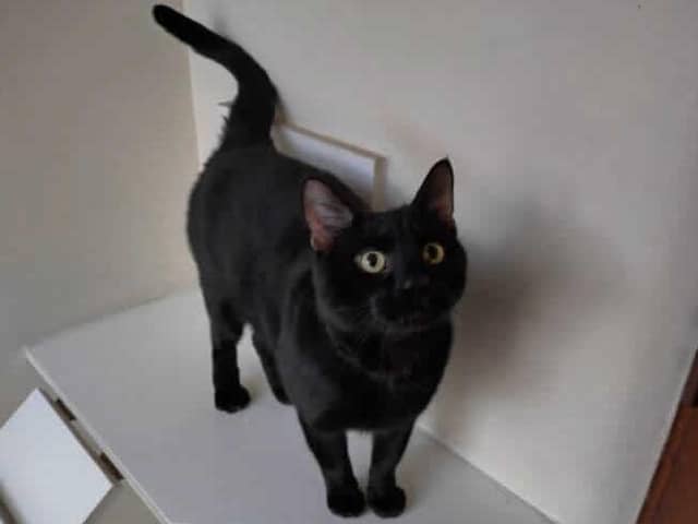 Black cat Eddie at RSPCA Great Ayton. (Pic credit: RSPCA Great Ayton)
