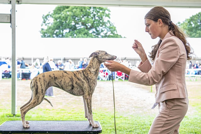 Junior handler, Anya Tyson, and her whippet puppy preparing at the show.