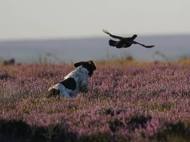 A shooting party on the moors in North Yorkshire, as the Glorious 12th, the official start of the grouse shooting season, gets underway. Photo credit should read: Owen Humphreys/PA Wire