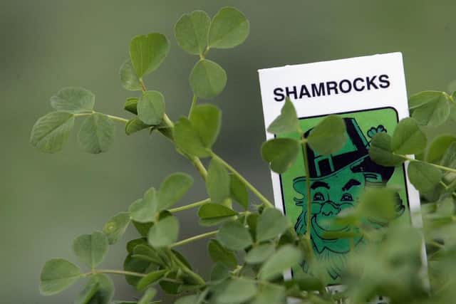A pot of shamrocks. (Pic credit: Paul McErlane / Getty Images)