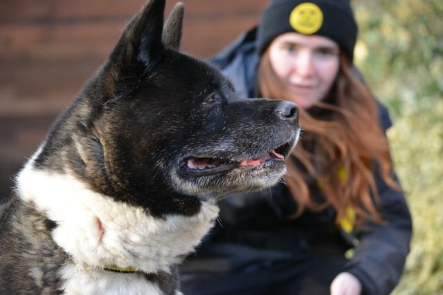 Male - Akita - aged 8 and over. Tufty is described as a gentle giant. He can live with people aged 14 and over, but cannot live with dogs or cats.