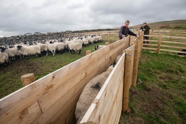 Ingleborough Graziers including John Kelsall (front) sort ewes at the new pens. Image: Rob Fraser/somewhere-nowhere