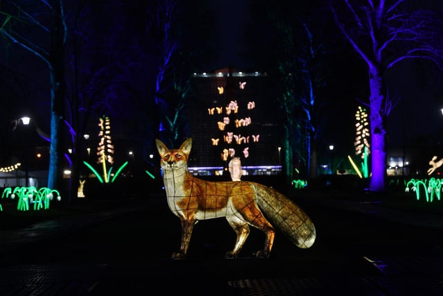 The Awakening light festival in Hull. Lantern Company's Nature Nocturnal captured by The Yorkshire Post photographer Jonathan Gawthorpe.