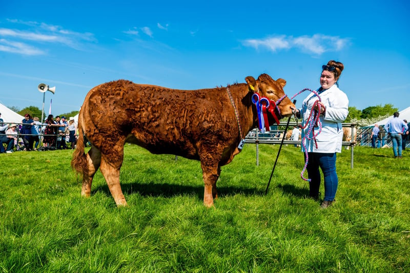 Pictured Champion Limousin, 'Sassy Lassy', at Otley Show, with it's owner Alex Nutter of Higham, Burnley, Lancashire.