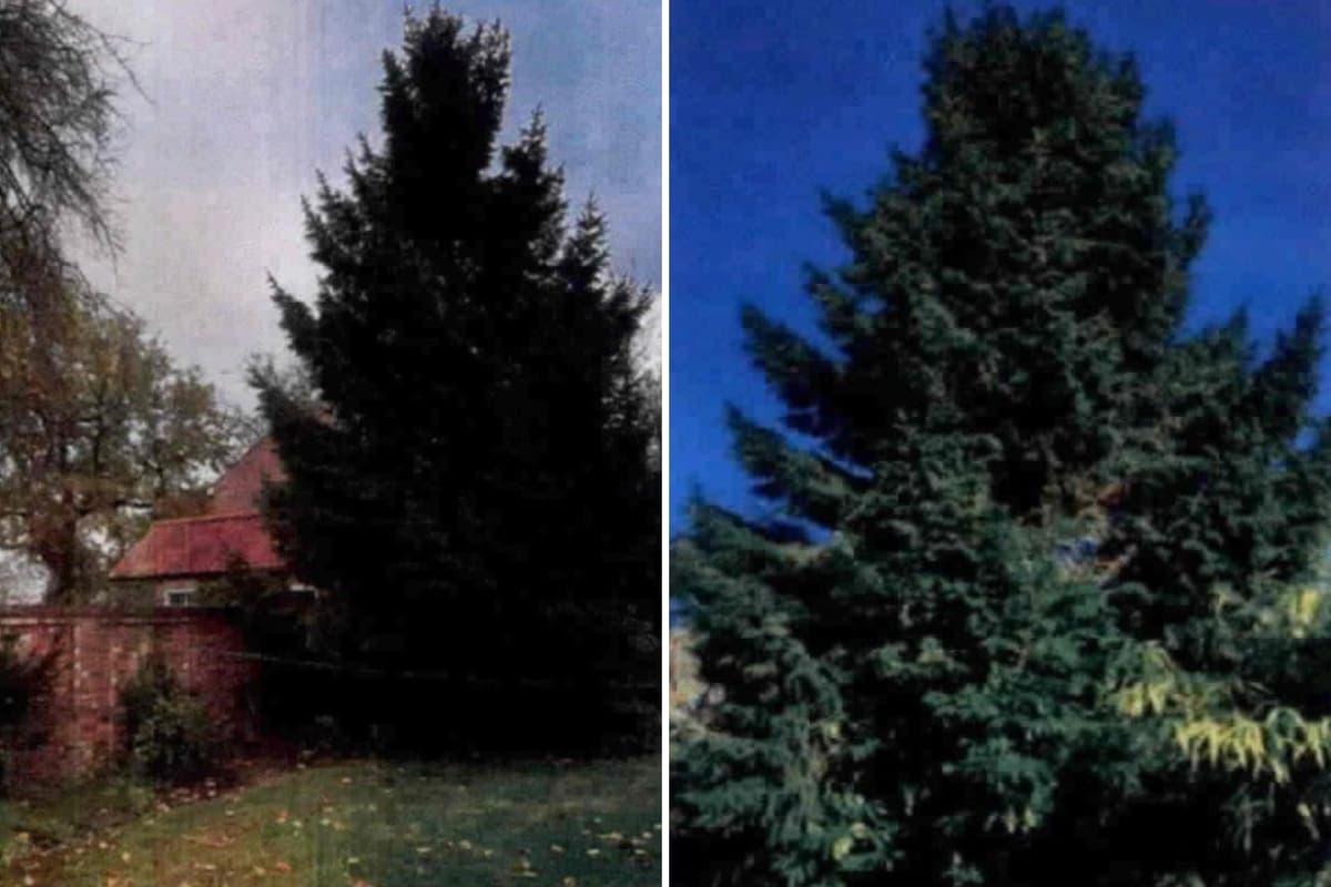 Resident applies to council for permission to prune huge 24-year-old ...