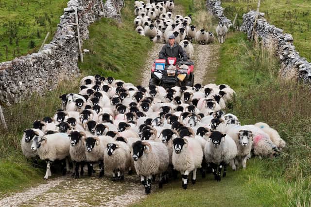 Horton Sheep Drive - Credit John Bentley.jpg
+2  red mid, +3 saturation