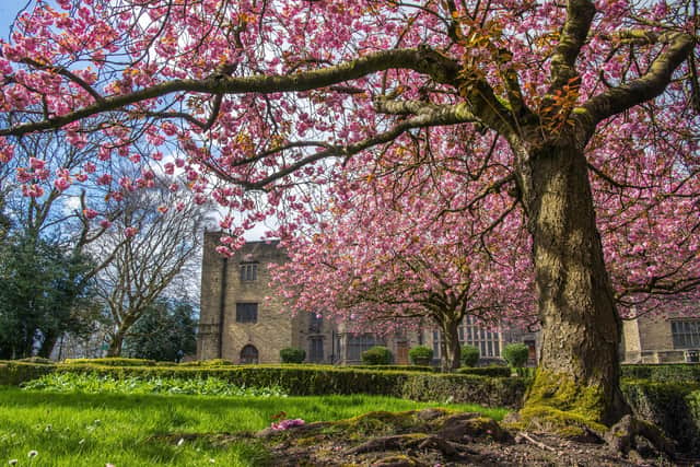 Cherry blossom in full bloom in the grounds of Bolling Hall in Bradford photographed for The Yorkshire Post by Tony Johnson.