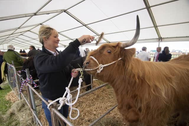 Emley Show. Dianne Bradley from Queensbury prepares a highland cow for the show. Picture taken by Yorkshire Post Photographer Simon Hulme 5th August 2023