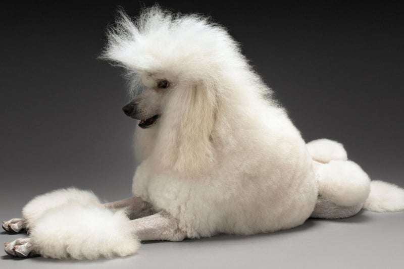 Some may think the poodle's unique look is for aesthetic reasons, but the 'lion' coat clip served an important purpose in their working role. The hindquarters were cut short to help them be more streamlined in the water and the protective bands of hair (now called pom-poms) left on the joints, tip of the tail, and around the vital organs for protection from cold.