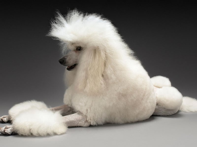 Some may think the poodle's unique look is for aesthetic reasons, but the 'lion' coat clip served an important purpose in their working role. The hindquarters were cut short to help them be more streamlined in the water and the protective bands of hair (now called pom-poms) left on the joints, tip of the tail, and around the vital organs for protection from cold.