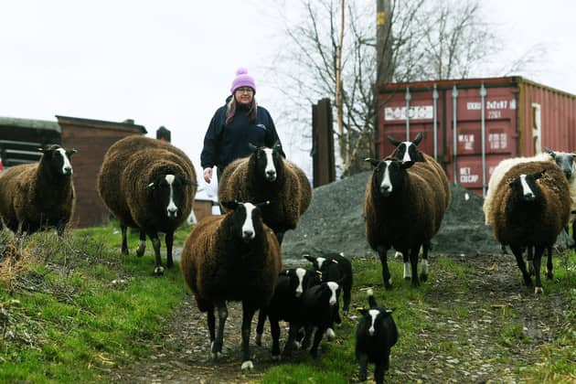 John and Alison Stevenson from Blue House Farm, Liverton, near Salturn. Pictured Alison with her some of her Zwartbles sheep flock