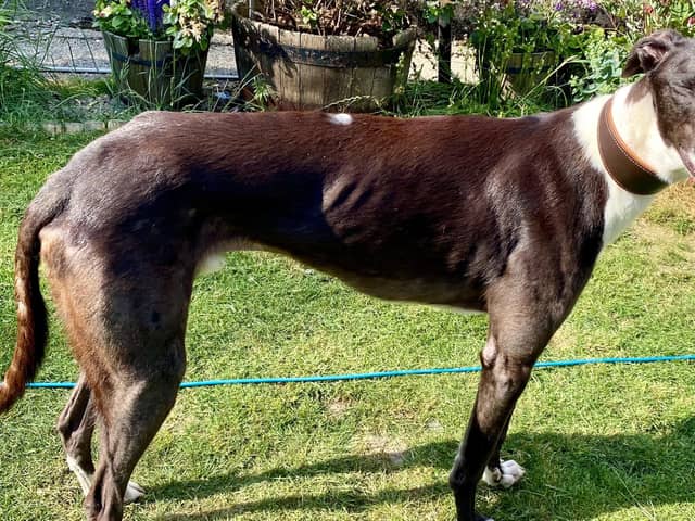 Martin Butlin, from Sheffield, was prosecuted by the RSPCA after a South Yorkshire veterinary practice raised concerns about the welfare of two emaciated greyhounds on his allotment. After recovery picture.